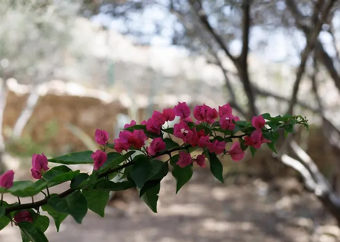 Apartamento Estea - Eleni's Olive Tree House