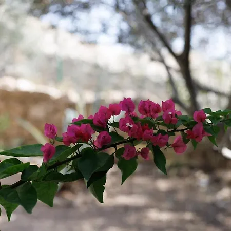 Appartamento Estéa - Eleni's Olive Tree House